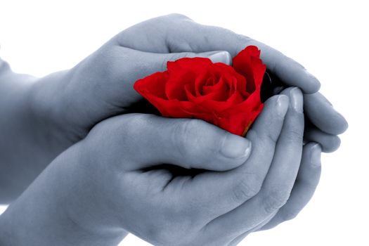 Child holding rose flower in hand on white background