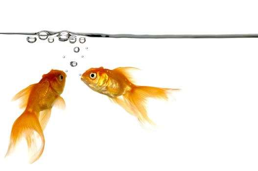Waterline with small air bubbles and gold fish