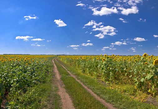 Country road in a field of sunflowers. Summer Landscape
