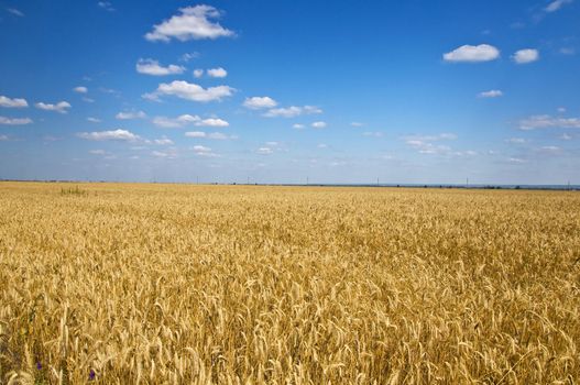 Field of rye in the blue sky. Summer landscape. Country Life