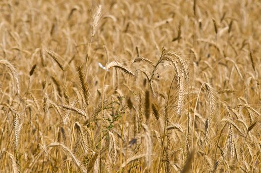 Field of rye. Fragment. Harvest time. Summer landscape