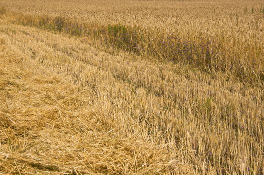 Mown field of rye. Fragment. Harvest time