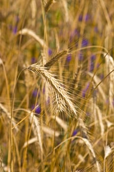 Field of rye. Fragment. Harvest time. Summer landscape