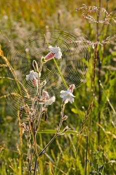 Summer dew on the web - a frequent guest. Nice white flower blooms.