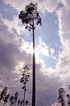 Top of the pine trees and nice sky with sunlight.