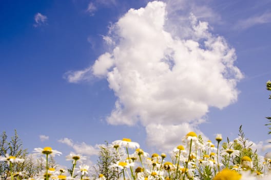 Several daisies ahead of blue sky with clouds.