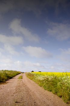 Gravel road betwwen rape field and meadows. Nice summer view.