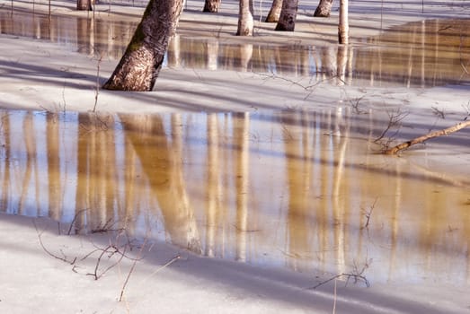 Birch grove frozen in the ice. Spring thaw.