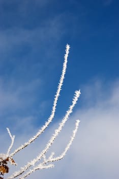 white frost covered branches and thorn of the tree in very cold winter.