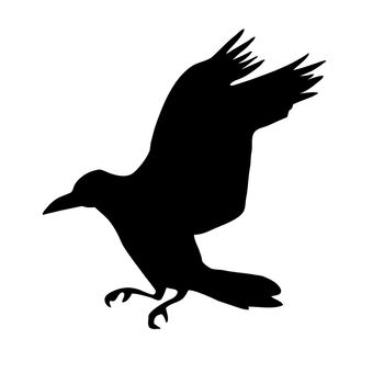 vector silhouette of the raven isolated on white background