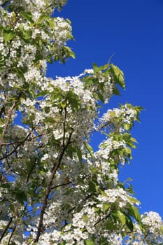 White cherry blossoms over clear blue sky.
