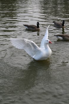 White duck is trying to fly back to the shore.
