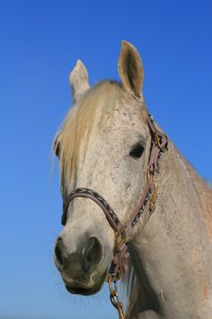 Headshot of a horse over clear blue sky.
