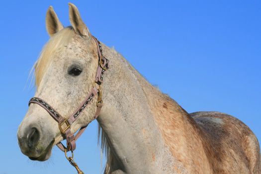 Headshot of a horse over clear blue sky.

