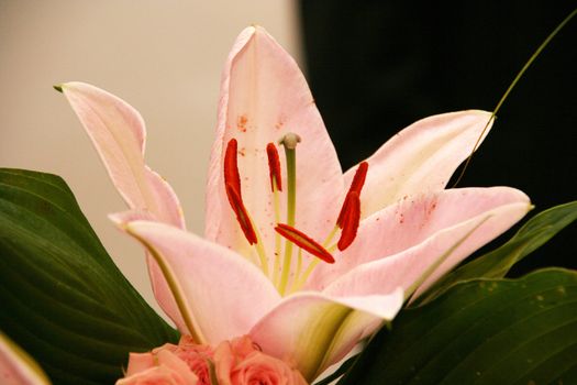 Flowers bouquet red white beauty close up lilac 