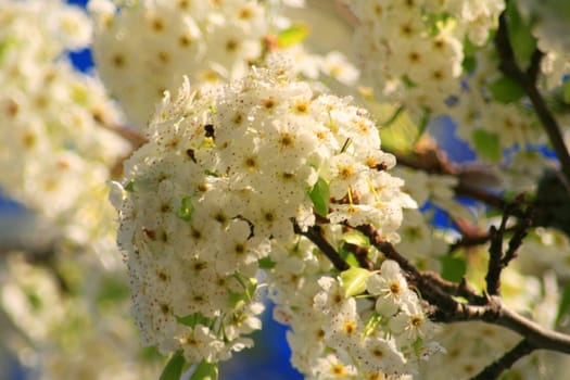 White blossoms tree close up over blue sky.