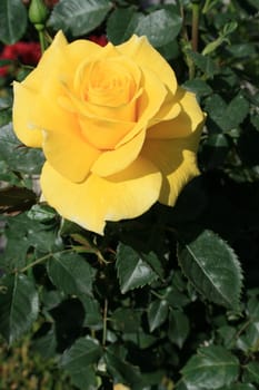 Yellow rose flower close up on a sunny day.
