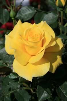 Yellow rose flower close up on a sunny day.
