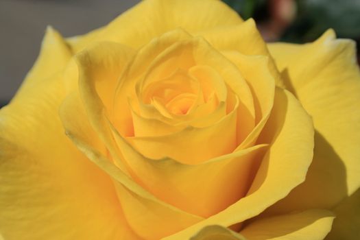 Yellow rose flower close up on a sunny day.
