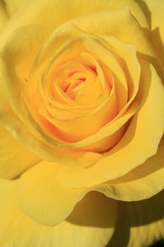 Yellow rose flower close up on a sunny day.
