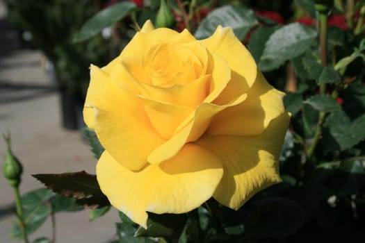 Yellow rose flower close up on a sunny day.
