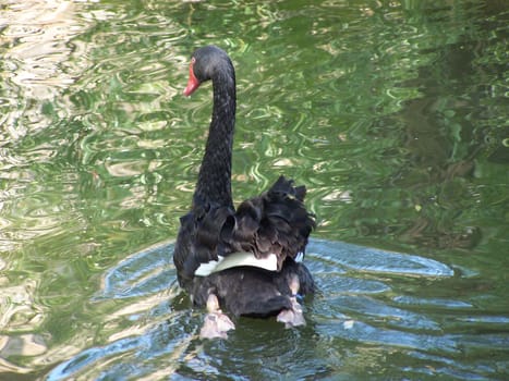 Beautiful black swan is swimming away.