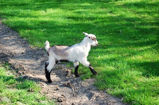 Kid goat grazing on green grass