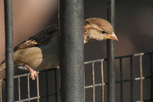 Sparrow looking out because of the big black lattice