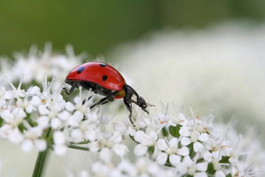 The bug creeping on a white flower on a green background