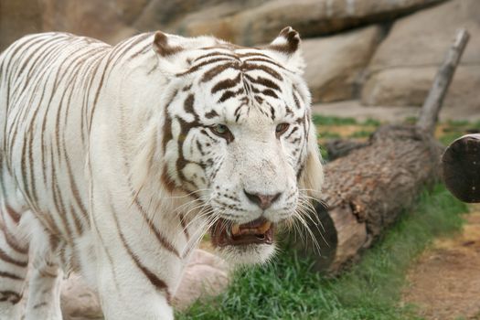 Rare white tiger predator nature wildlife danger zoo