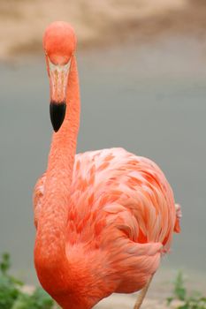 Pink flamingo with the dim back background