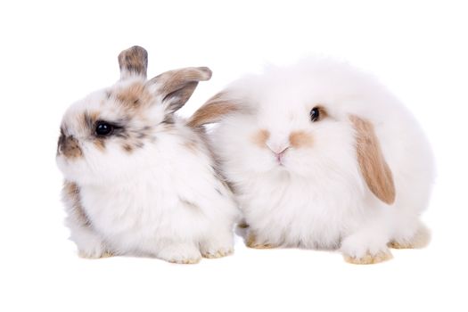 Cute little bunnies sitting together on white background