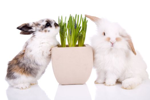 Cute little easter bunnies on white background with spring flowers
