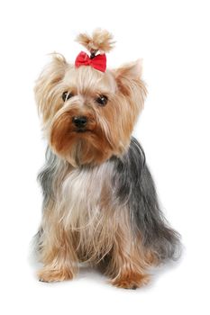 yorkshire terrier fine dog small youth pets isolate