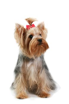 yorkshire terrier fine dog small youth design clothes