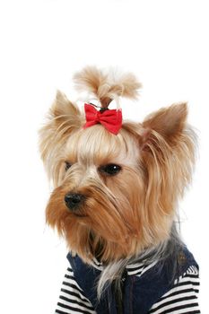 yorkshire terrier fine dog small youth design clothes