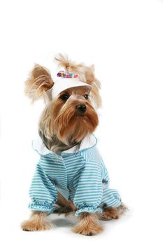 yorkshire terrier fine dog small youth design clothes