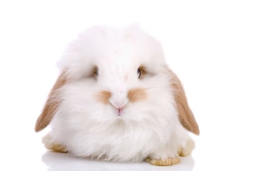 Cute little easter bunny on white background