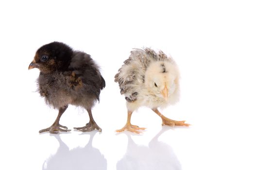 Two baby easter chickens on white background