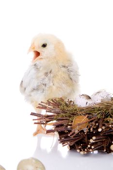 Cute little chicken standing next to easter decorations