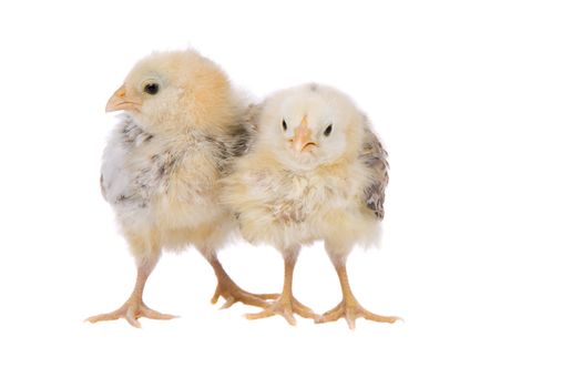 Two cute little chicken on white background