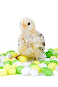 Cute little chicken sitting among the easter egg candy