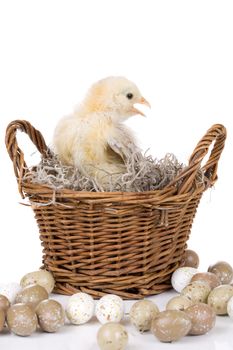 Small two week old chicken sitting in a basket surrounded by eggs