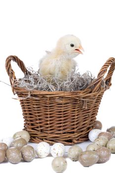 Cute little chicken sitting in a basket surrounded by eggs
