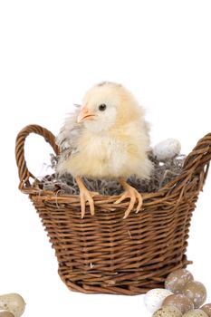Cute little fluffy chicken sitting on the edge of a basket