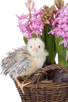 Little chicken sitting on a basket filled with spring flowers