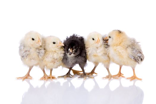 Cute fluffy baby chickens standing together on white