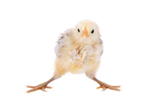 Cute little baby chick about to lose it's balance