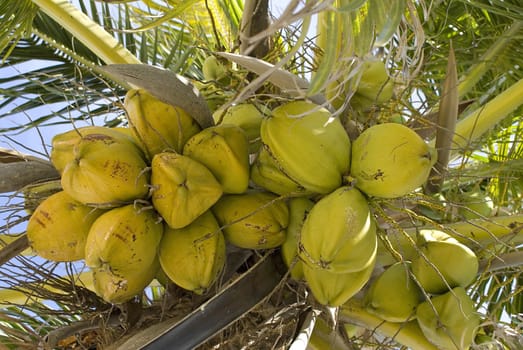 Coconuts still green on the tree.