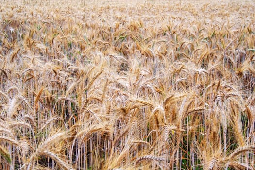 Fot of arable on which growing mellow rye